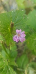 Geranium
