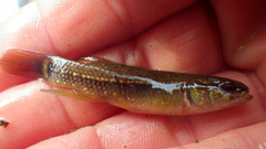 Umbra pygmaea