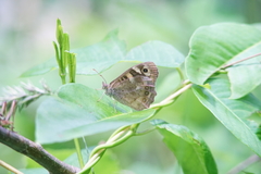 Pararge aegeria tircis