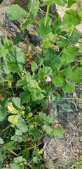 Geranium