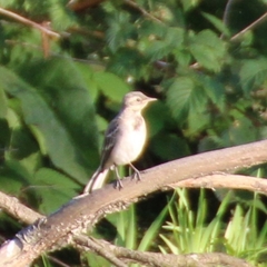 Motacilla citreola