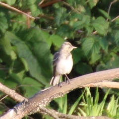 Motacilla citreola