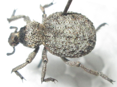 Brachycerinae
