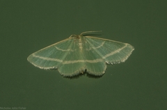 Mixocera latilineata