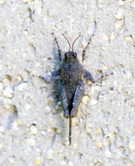 Paratettix cucullatus