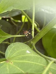 Phonoctonus