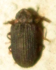 Paragonocnemis rufus