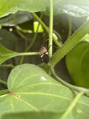 Phonoctonus