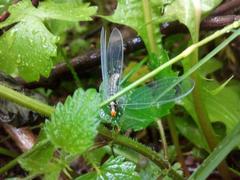 Nothochrysa fulviceps