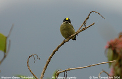 Western Tinkerbird photo 2