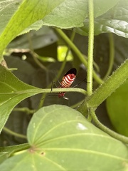 Phonoctonus