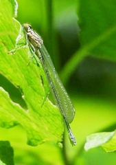 Coenagrion puella