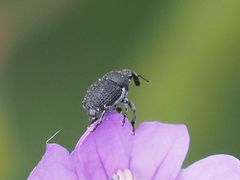 Zacladus
