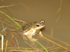 Rhinella major