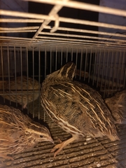 Coturnix