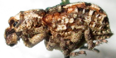 Brachycerinae