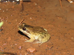 Leptodactylus podicipinus