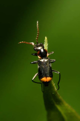 Axinotarsus marginalis