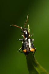 Axinotarsus marginalis