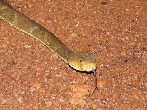 Fer-de-Lance, Bothrops atrox