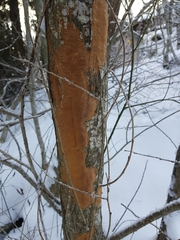 Phellinopsis conchata