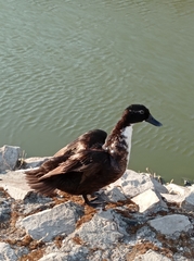 Anas platyrhynchos