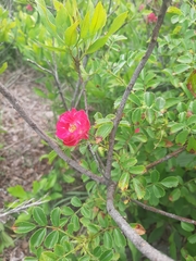 Rosa rugosa