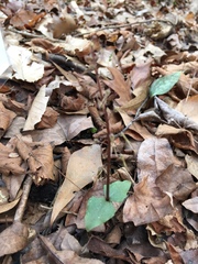Neottia bifolia