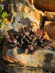 Adromischus triflorus