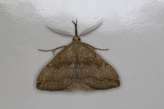 Phalaenostola metonalis