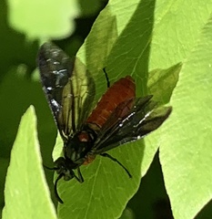 Strongylogaster tacita