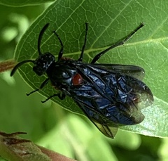 Strongylogaster tacita
