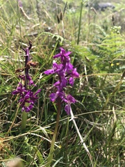 Orchis mascula