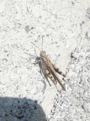 Trilophidia annulata