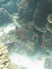 Cheilinus trilobatus