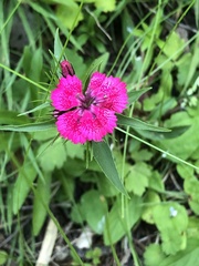 Dianthus barbatus