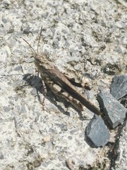 Trilophidia annulata