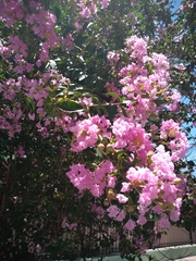 Lagerstroemia indica