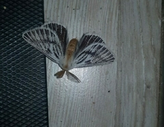 Rhabdosia