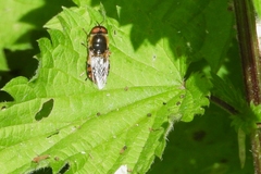 Odontomyia ornata