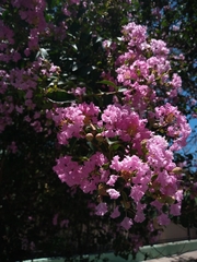 Lagerstroemia indica