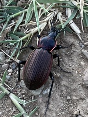 Carabus morbillosus