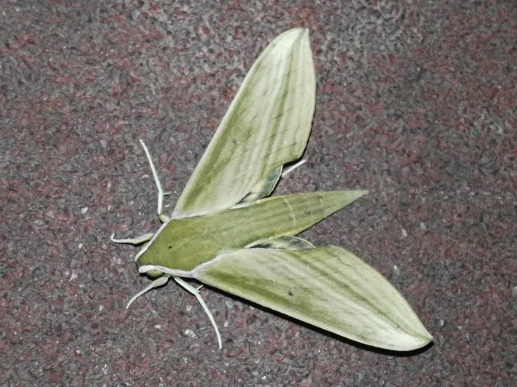 Cechetra