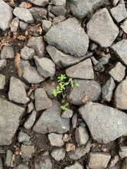 Callitriche terrestris