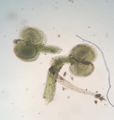 Callitriche terrestris