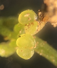 Callitriche terrestris