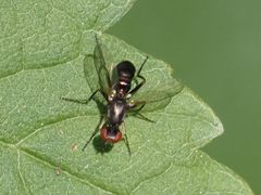 Nemopoda nitidula