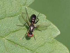 Nemopoda nitidula