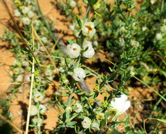 Pollichia campestris