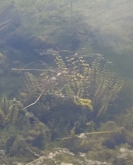 Ludwigia repens